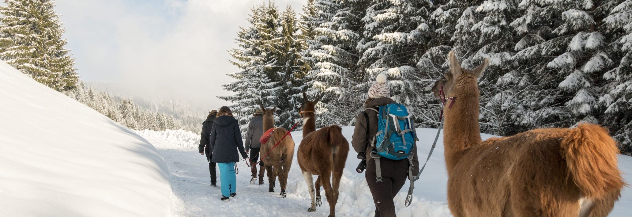 Rahmenprogramm Lamatrekking im Montafon