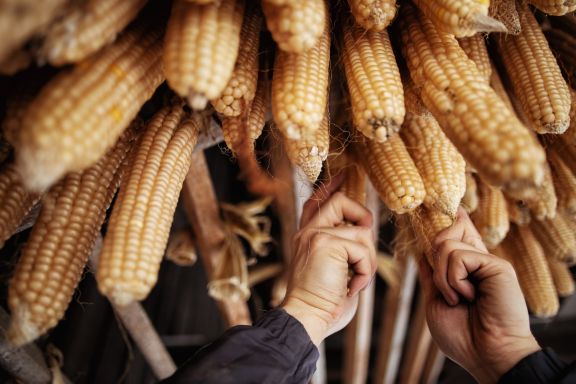 Mais trocknen, Dietrich Lauterach