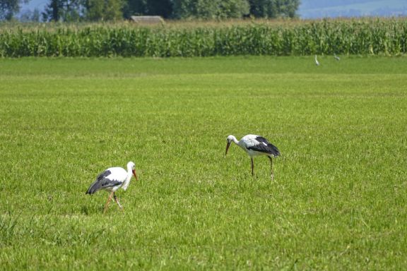 Störche Birdsclub Rheindelta