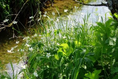 Barfussweg, Bizau Barfussweg, Bizau