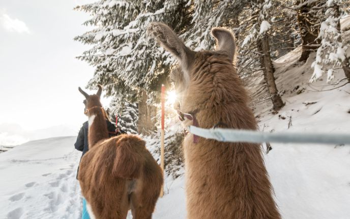 Lama Trekking im Montafon