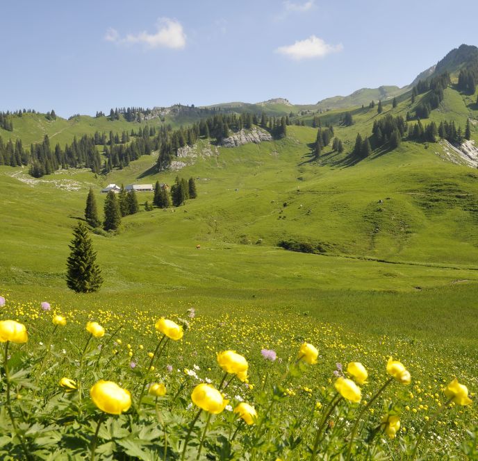 Alpe Saluver Titelbild Alpe Saluver Titelbild